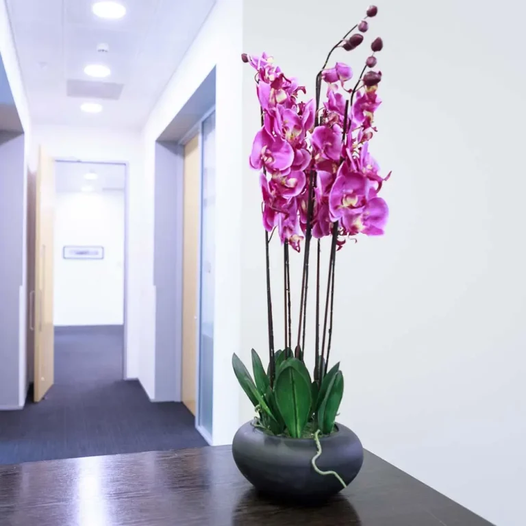 Side Office Orchid